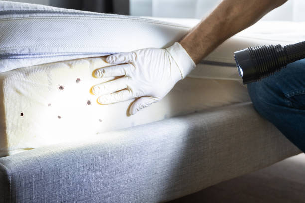 Best Pest Control Near Me  in Woodville, CA