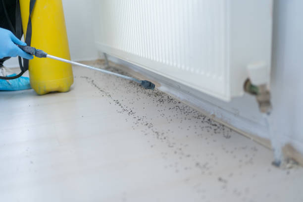 Best Pest Control Near Me in Woodville, CA