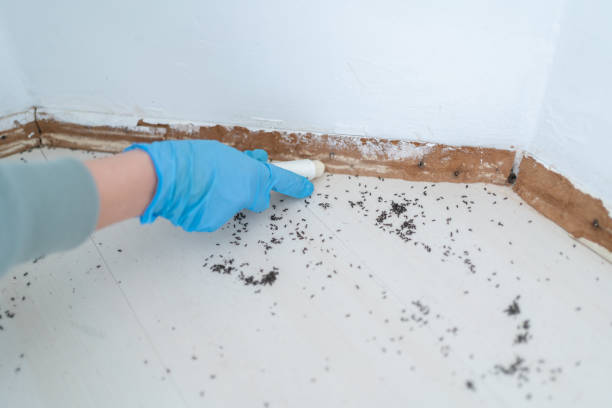 Best Flea Control Services  in Woodville, CA